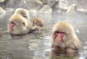 地狱谷野猿公苑