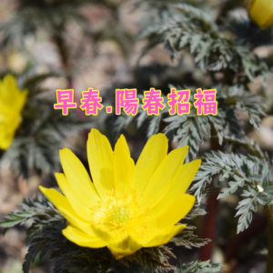 奥山の早春プラン